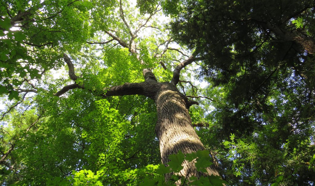 Seen from the ground looking straight up into the green canopy of a big tree.